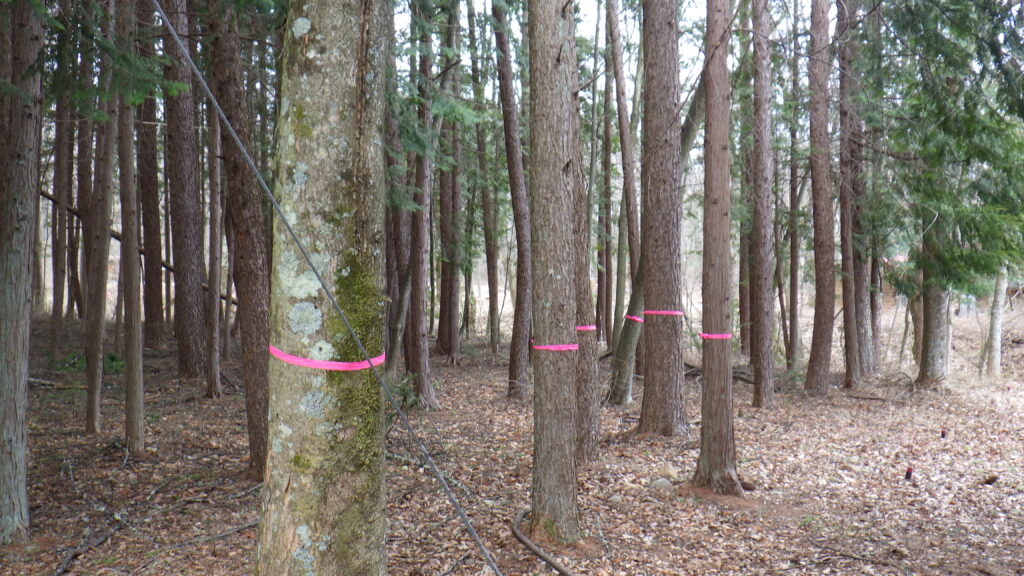 伐採・剪定・枝降ろし 原村・茅野市・富士見町・北杜市