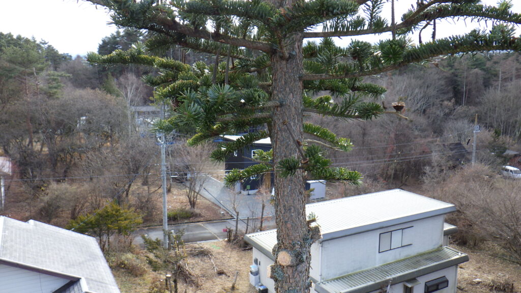 伐採・剪定・高枝降ろし 茅野市・原村・富士見町・北杜市