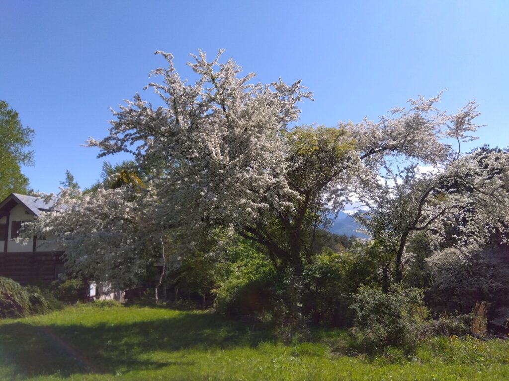 伐採・剪定・枝降ろし　原村・茅野市・富士見町・北杜市