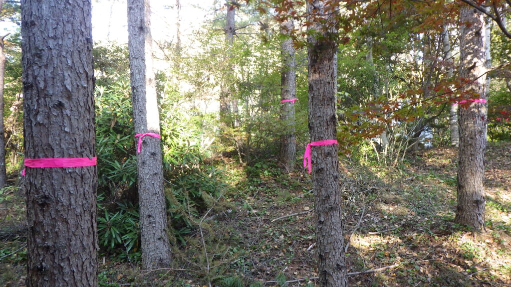 伐採・剪定・枝降ろし 原村・茅野市・富士見町・北杜市