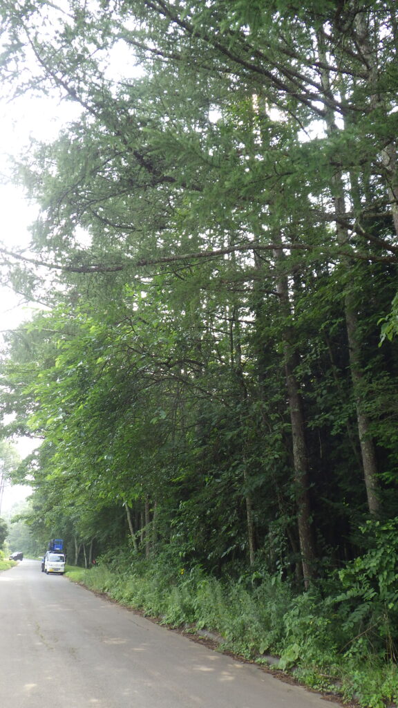 伐採・剪定・枝降ろし 原村・茅野市・富士見町・北杜市