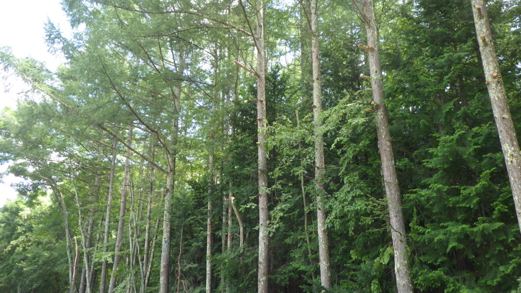 伐採・剪定・枝降ろし 原村・茅野市・富士見町・北杜市