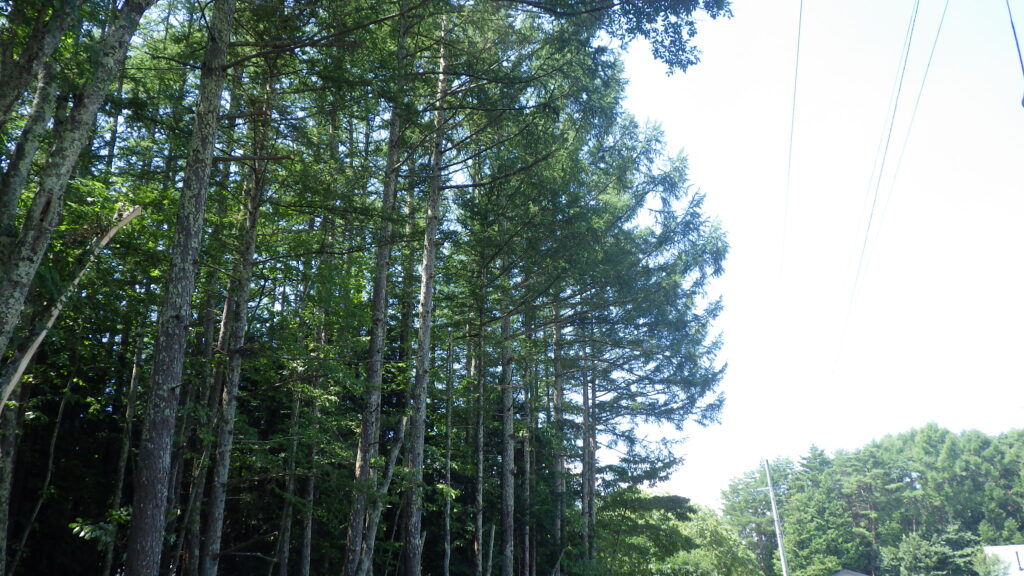 伐採・剪定・枝降ろし 原村・茅野市・富士見町・北杜市
